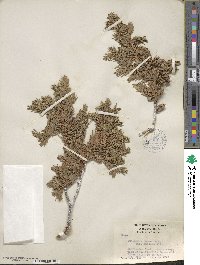 Juniperus communis image