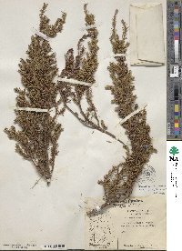 Juniperus communis image