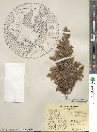 Juniperus communis var. saxatilis image