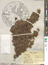 Juniperus communis var. saxatilis image