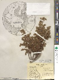 Juniperus communis var. saxatilis image