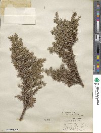 Juniperus communis var. saxatilis image