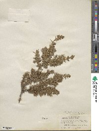 Juniperus communis image