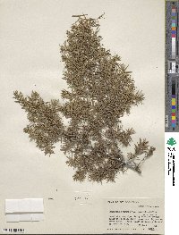 Juniperus communis var. saxatilis image