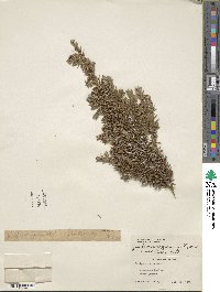 Juniperus communis var. saxatilis image