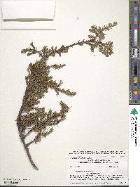 Juniperus communis var. saxatilis image