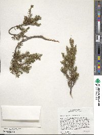 Juniperus communis image