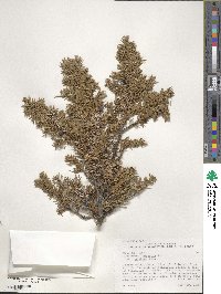 Juniperus communis var. saxatilis image