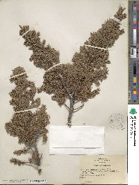 Juniperus communis var. saxatilis image