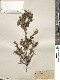 Juniperus communis image