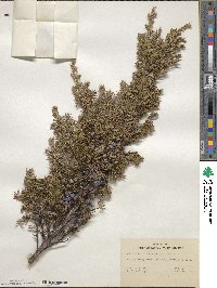 Juniperus communis image