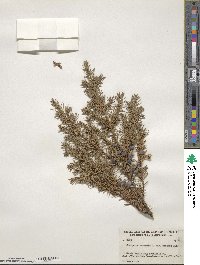 Juniperus communis var. saxatilis image