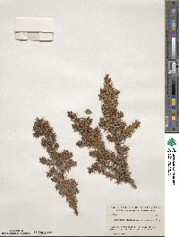 Juniperus communis image