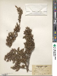 Juniperus communis var. saxatilis image