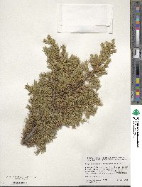 Juniperus communis var. saxatilis image