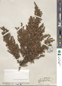 Juniperus communis image