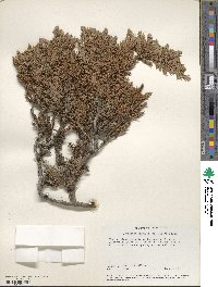 Juniperus communis image