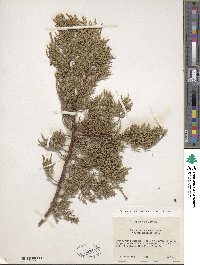 Juniperus deppeana image