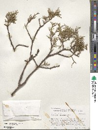 Juniperus deppeana image