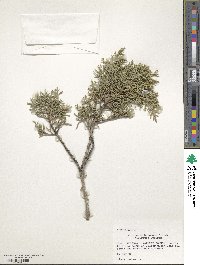 Juniperus deppeana image