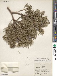 Juniperus deppeana image