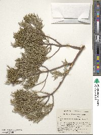 Juniperus deppeana image