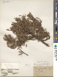 Juniperus deppeana image