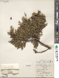 Juniperus deppeana image