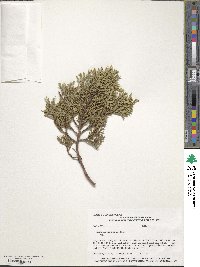 Juniperus deppeana image