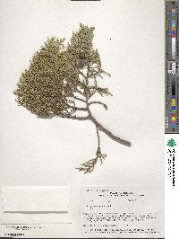 Juniperus deppeana image