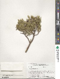 Juniperus deppeana image