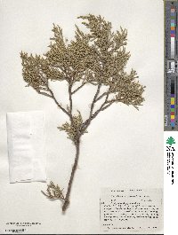 Juniperus deppeana image