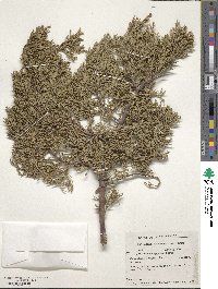 Juniperus deppeana image