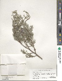 Juniperus deppeana image