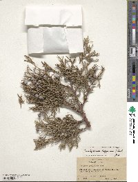 Juniperus deppeana image