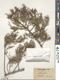 Juniperus deppeana image