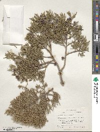 Juniperus deppeana image