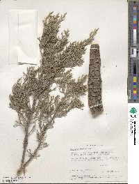 Juniperus deppeana image