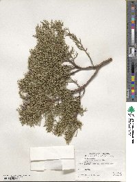 Juniperus deppeana image