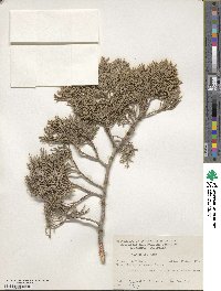 Juniperus deppeana image