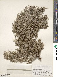 Juniperus deppeana image