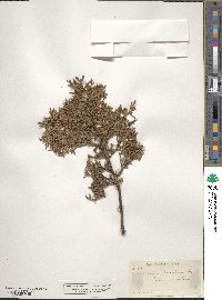 Juniperus deppeana image