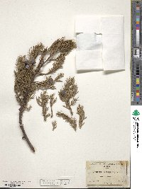 Juniperus deppeana image