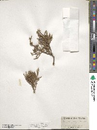 Juniperus deppeana image