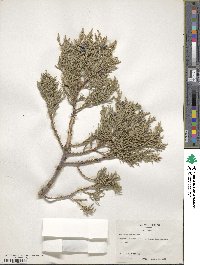 Juniperus deppeana image