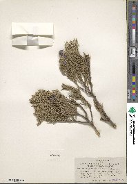 Juniperus deppeana image