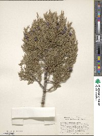 Juniperus deppeana image