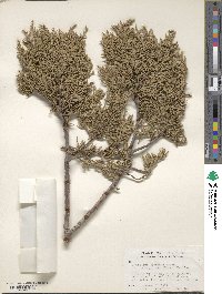 Juniperus deppeana image