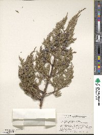 Juniperus deppeana image