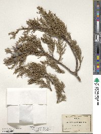 Juniperus deppeana image